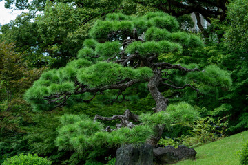 Pine trees with well arranged with the technique of prunning