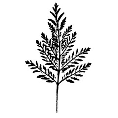 Silhouette of a leaf of a field plant. Ink print of leaf texture isolated on white background. An element of nature for your design.