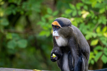 A De Brazza's monkey eating food	
