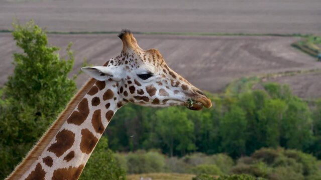 Giraffe eating with a white bird flying past