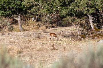 Young common or European deer grazing at the edge of the forest. Cervus elaphus.