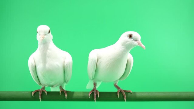 2羽の白い鳩【グリーンバック】