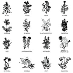 Medicinal herbs icons flat outlines vector collection set