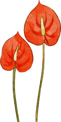 red anthurium flower - obrazy, fototapety, plakaty