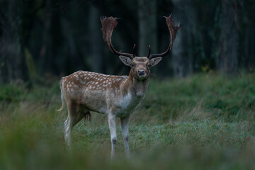  Male Fallow deer (Dama dama) in rutting season in  the forest of Amsterdamse Waterleidingduinen in the Netherlands. Forest in the background. Wildlife in autumn.                             