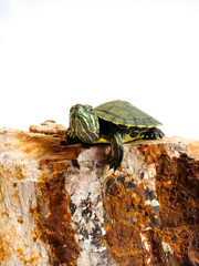 turtle on the rock