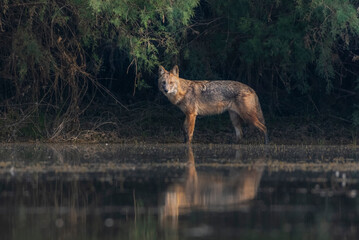 The golden jackal, also called common jackal, is a wolf-like canid that is native to Southeast...