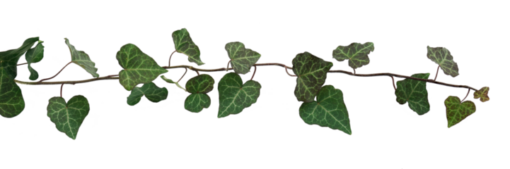 green ivy horizontal for composition