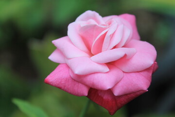 Pink rose blooms on a blur background