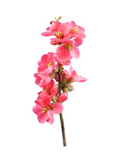 Naklejka na ściany i meble Japanese pink peach blossom in spring garden