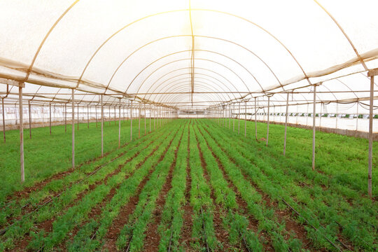 Rows of organically grown fresh lettuce for the food industry. Agro-industrial complex of plantation for growing vegetable crops, glass greenhouses in the background.