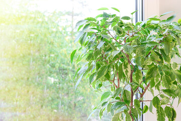 Obraz premium Benjamin ficus tree against a window background. Home gardening and decor.