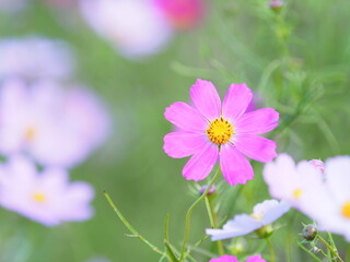 Fototapeta premium かわいいコスモスの花