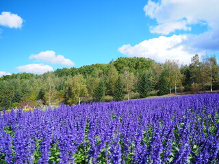 北海道の風景 ブルーサルビア