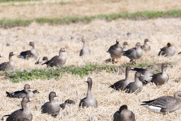 Obraz na płótnie Canvas Lesser white-fronted geese on rice field