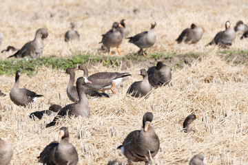 Lesser white-fronted geese on rice field