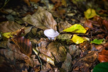 autumn in the forest
