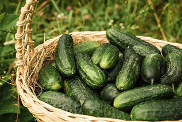 green fresh farm edible cucumbers in a basket