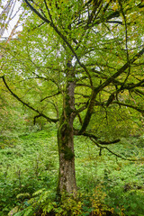 Forest with trees and moss