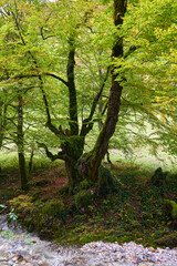 Forest with trees and moss