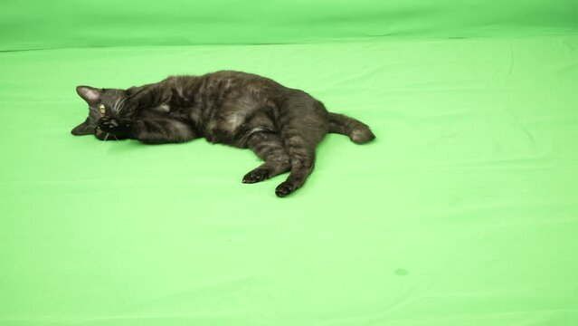 ゴロンと寝転がって前脚を舐める黒猫