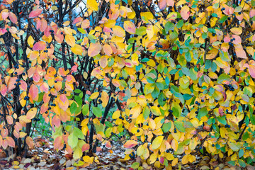 Yellowed and still green leaves of park's hedgerow are wild rose bush with colorful leaves and black berries.