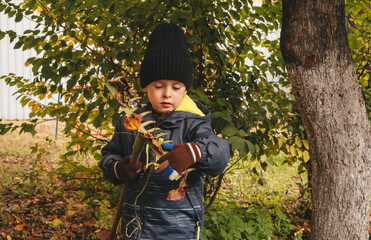 Child helps to clean up the leaves in the backyard garden. The boy takes out the leaves that are stuck in the rake