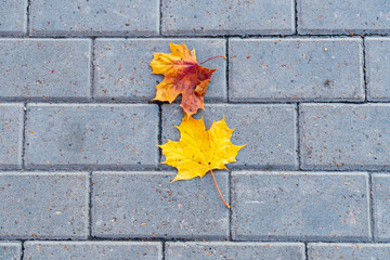 Two yellowed, fallen Canadian maple leaves lie on paving stone walkway.