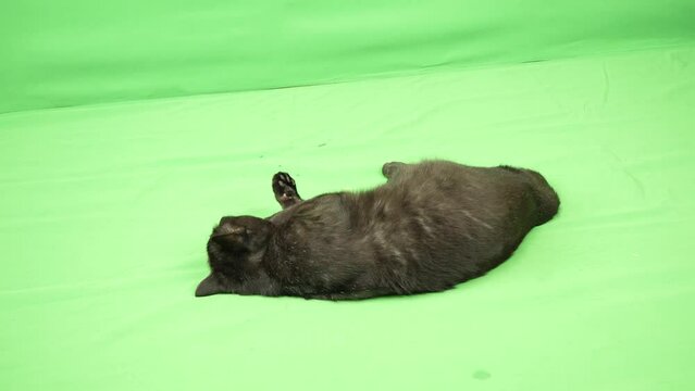 ゴロンとくつろぎながら毛づくろいする黒猫