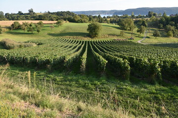 Fototapeta na wymiar Vineyard on Lake Constance in Southwestern Germany, Wide View