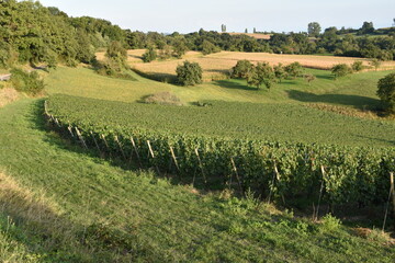 Fototapeta na wymiar Vineyard in Late Summer in Rural Germany