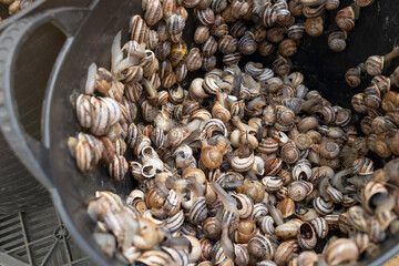 Granja de caracoles terrestres. Cubo con caracoles terrestres a la venta en el mercado.
Caracoles listos para cocinar.
Foco en la parte inferior del cubo.