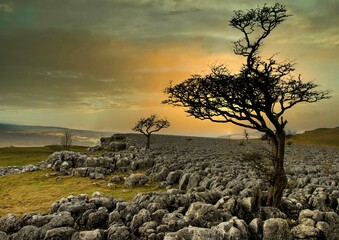 Beautiful sunset sky over leafless trees standing along a limestone pavement in the Yorkshire Dales.