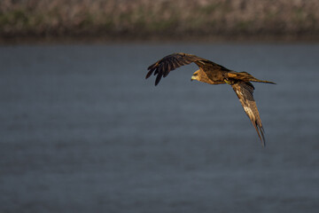 bird of prey over lake