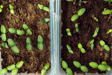 Seedling of cucumbers. Green sprouts with two leaves in plastic container with sawdust. Preparing for planting and growing season in spring. Top view