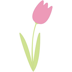 tulip flower illustration