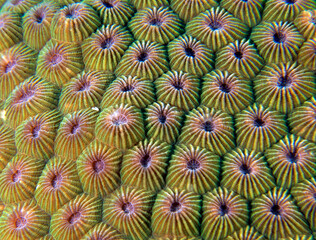Close up image of Diploastrea heliopora coral Boracay Island Philippines