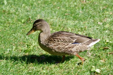 Ente
