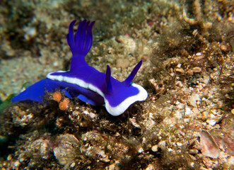Hypselodoris Bullocki nudibranch Boracay Island Philippines