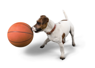 Jack Russell Terrier Playing with Basketball Ball