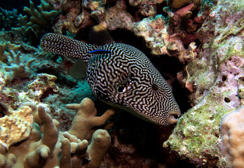 A Mappa Pufferfish in a shallow reef Boracay Island Philippines