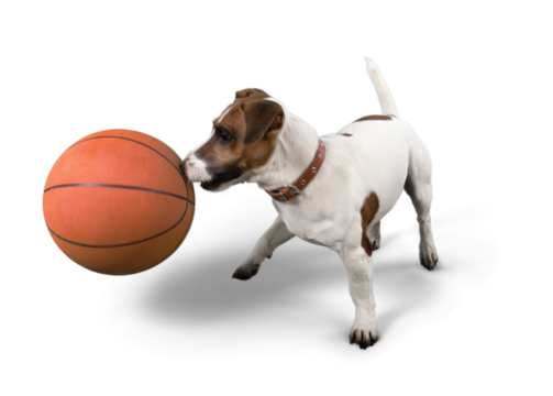 Jack Russell Terrier Playing with Basketball Ball