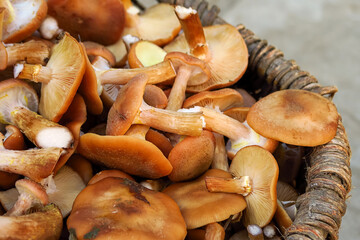 picking mushrooms concept. collected mushrooms in a wooden basket