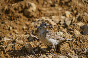 Grasshopper-fed Water Pipit (Anthus spinoletta)