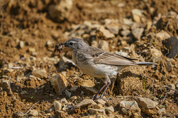 Grasshopper-fed Water Pipit (Anthus spinoletta)