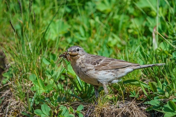 Grasshopper-fed Water Pipit (Anthus spinoletta)