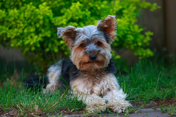 dog breed Yorkshire Terrier