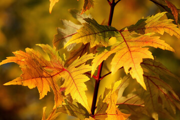 Herbstliches Laub mit Sonnenschein durchflutet	
