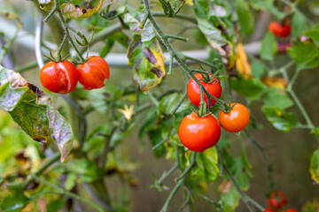 Überreifen geplatzte rote Tomaten am Strauch im Herbst