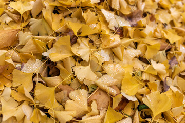 Gesammelte gelbe Blätter auf einem Haufen im Herbst